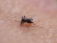 「メスを不妊化させる蚊」を大量放出！中国の"感染症対策"に懸念相次ぐ