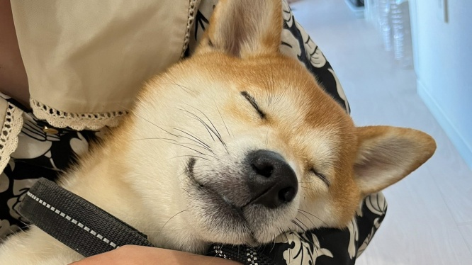 柴犬の「スヤァ…」と眠る姿に大反響 ネットは「いい夢見てそうですね!」