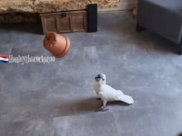 もっと高く、もっと遠くへ！タイハクオウムのハーレイちゃん、無心に植木鉢を投げて遊ぶ