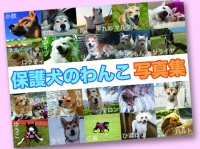 「保護犬のわんこ」プロジェクトのプレスリリース画像