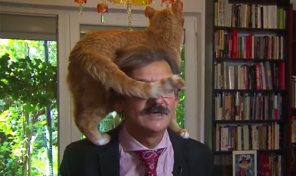 政治問題の解決策？猫と和解せよ。学者のテレビインタビューに乱入し、別の解決策を提案する猫（オランダ）