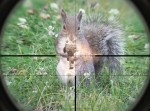 リスが銃をぶっ放す！？　“面白アクション動物”まとめ動画