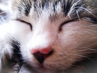 猫飼いあるある。なぜ猫は飼い主の足元で眠るのか？