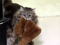 長靴をはいた猫ならぬ、長靴を運ぶ猫。飼い主のルームシューズを寝室に運ぶ猫なりの恩返し
