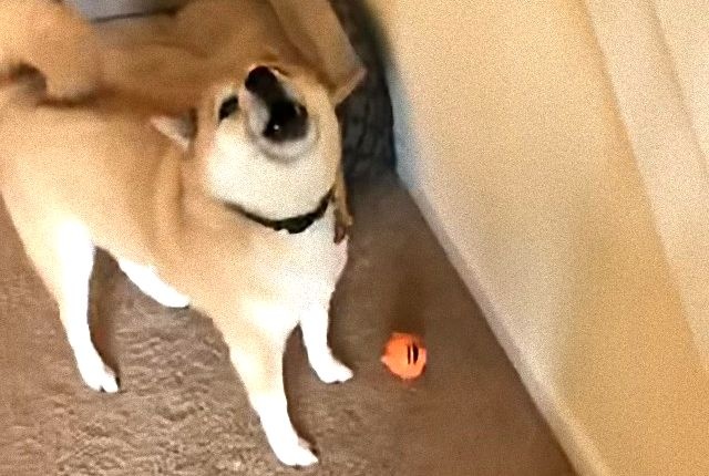 shiba3_e