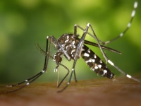 蚊に刺されやすい人がいるのはなぜ？　現役医師が詳しく解説