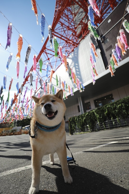 大迫力の鯉のぼりスポットも！柴犬まる、春の東北を旅する（後編）
