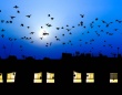 渡り鳥のために電気を消そう！テキサス州の夜間消灯キャンペーン