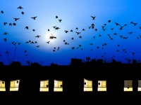 渡り鳥のために電気を消そう！テキサス州の夜間消灯キャンペーン