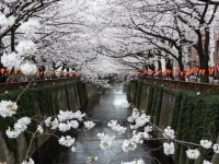 ここに注意！ 大学生のお花見失敗談「飲み過ぎて二日酔い」「薄着すぎて冷えた」