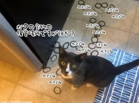 ソファ、冷蔵庫の下には猫のコレクションで満ち溢れていた件