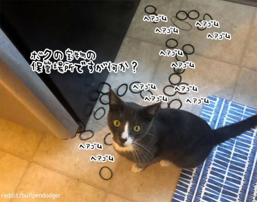 ソファ、冷蔵庫の下には猫のコレクションで満ち溢れていた件