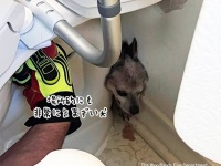 これは気まずい。犬が便器の隙間にはさまり抜けなくなり、消防隊に救助される