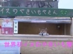 買わずにはいられない…！　ワンちゃんが店番してる『イヌのやきいもやさん』