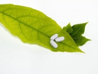 植物はストレスを受けて辛い時、鎮痛剤を生成して自己治療する