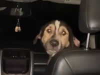 ガレージに忍び込み車の中にちょこんと座っていた野良犬、運命の出会いが人と犬を結ぶ