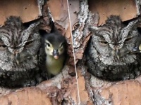 フクロウ母さんとカモのヒナ赤ちゃんが、本物の親子のように仲良く1つの巣箱に！いったい何が起きている？（アメリカ）