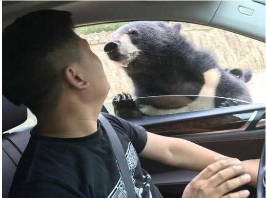 熊に襲われる直前