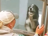 386㎞の距離を駆け抜けた再会！迷子になった愛犬、遠く離れたシェルターで飼い主と再会する