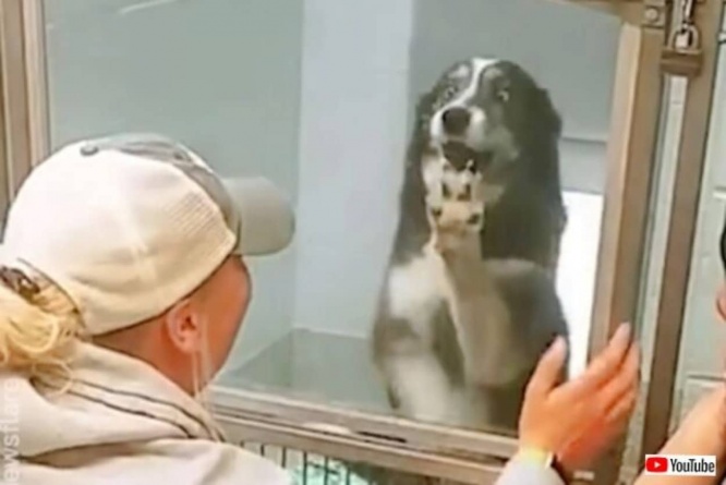 386㎞の距離を駆け抜けた再会！迷子になった愛犬、遠く離れたシェルターで飼い主と再会する