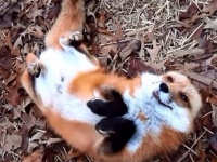 8年間の尊い思い出をありがとう！1匹のアカギツネに飼い主が捧げた感動のトリビュート動画