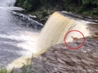 鹿に一体何が！？滝の上から15メートル下の川に飛び込む姿が目撃される