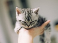 【夢占い】恋愛運を示す「子猫の夢」の意味22個