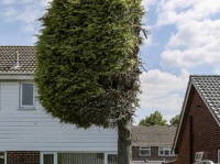 隣の家の木の枝が自分の家の敷地に侵入しているので真っ二つにカットした隣人