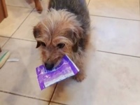 12歳の愛犬「今日のプレゼントはコレ！」と、飼い主が帰宅する度に必ず贈り物を咥えてきて出迎える