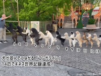 これはかわいい世界記録。犬がつながって歩く「コンガライン」14匹でギネス記録更新