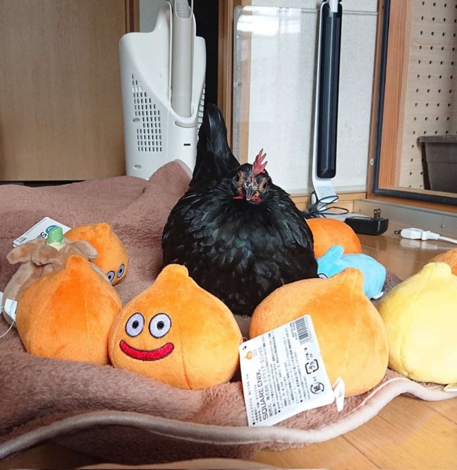 ちょっと似てる？（画像はえ～いお茶(＠niwatori3wa)さん提供）