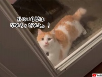 閉めんなよ？絶対閉めんなよ？庭に遊びに行くときはドアが開いてないと心配な猫