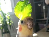 癒され度マキシマム。葉っぱの帽子を被り、声高らかに歌う幸せのオカメインコ
