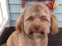 追いかけてハイブリッド。新たなる人面犬の存在が確認される。あまりの人面っぷりにコラ疑惑も浮上したがガチでした。
