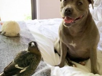 瀕死の状態だった鳥を発見した犬。保護したところ犬の母性が炸裂し母乳が出るように