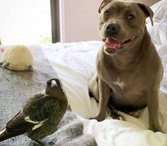 瀕死の状態だった鳥を発見した犬。保護したところ犬の母性が炸裂し母乳が出るように