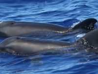 背徳の愛？イルカとクジラの交雑種が発見される（アメリカ・ハワイ）