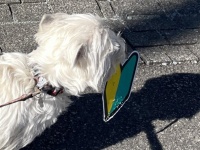 初心者の自覚が、ありますか？　お散歩中に〝たからもの〟見つけた0歳ワンコが可愛すぎ