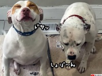 満面のドヤ顔としょんぼり顔。盗み食いをした犬の対照的な反応が面白い