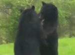 ゲゲッ！　ウチの前庭でクマがガチバトル！