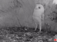 怖い、怖い、雷怖い。生まれて初めて雷の音を聞いたメンフクロウの赤ちゃんの反応