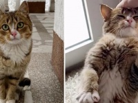 人におびえながら路上をさまよっていた野良猫にすこしずつ距離を縮め、ゆっくりと絆を結び家族に迎え入れるまでの物語