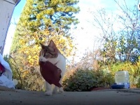 猫の窃盗常習犯「ご主人へのプレゼントにゃ！」とお隣から物品を運び続ける