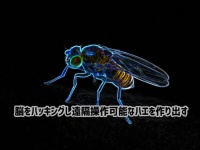 ハエの脳をハッキングし、遠隔操作で操ることを可能にした科学者