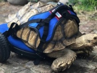 生まれつき歩けなかった亀が、特別な歩行器でゆっくりと、はじめの1歩！