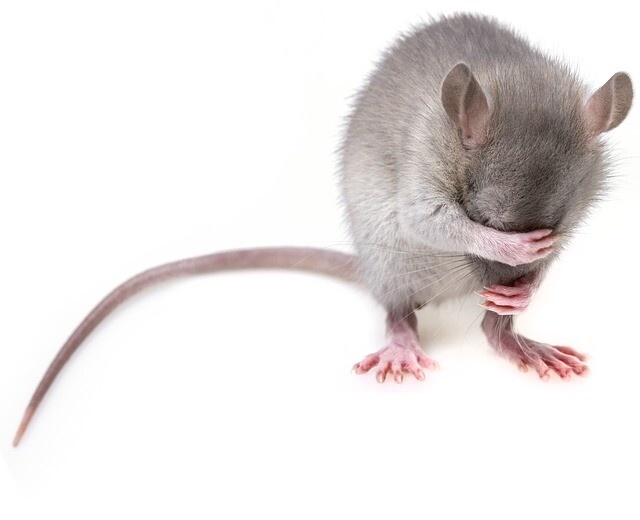 ストレスは遺伝する。マウスの父親は精子を介して子孫にストレス反応を伝えていることが判明