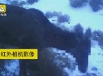 合わせて“馬鹿”？　ウイグル自治区でウマとシカの中間のような生物が見つかる