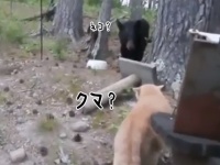 ある日、森の中、クマさんに出会った猫の場合。