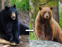 アメリカグマの毛色が黒から茶色に進化していることが判明