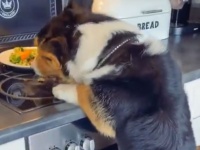 コーギー犬が台所で盗み食い。だがその足元には共犯者がいた！